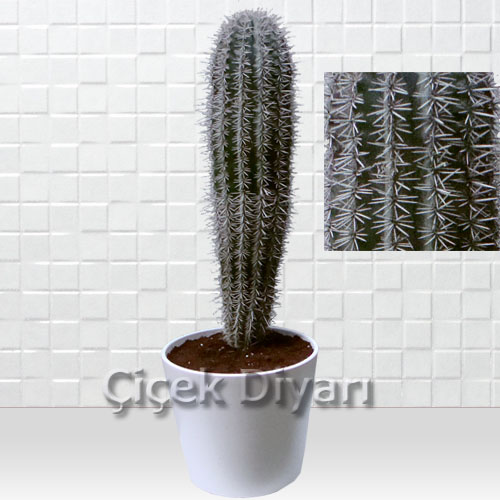 Beyaz Dikenli Kaktüs